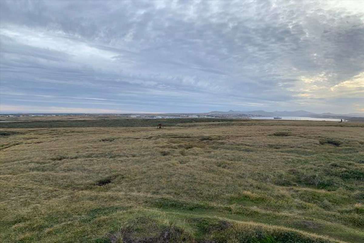 Falkland Islands rainforest
