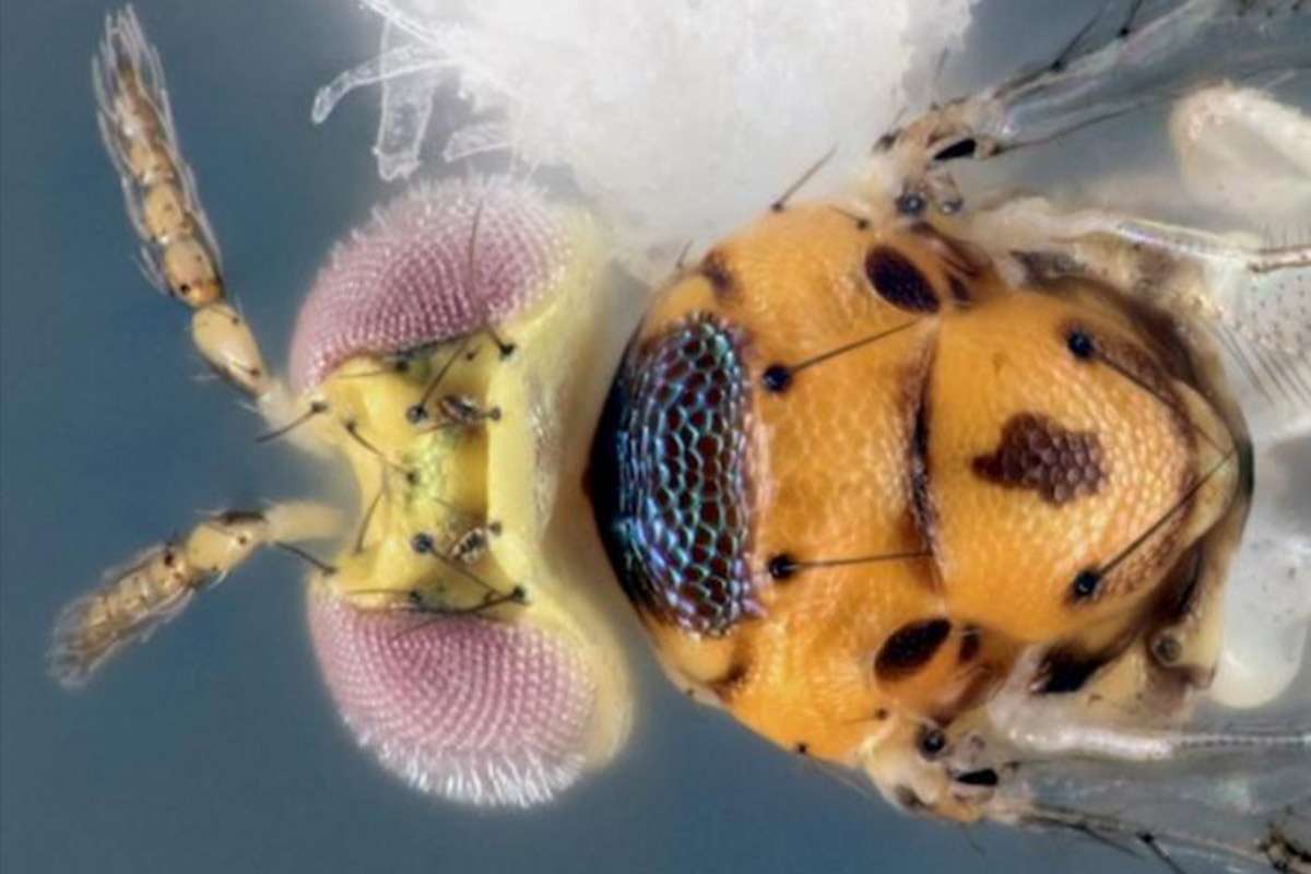 wasp species discovered