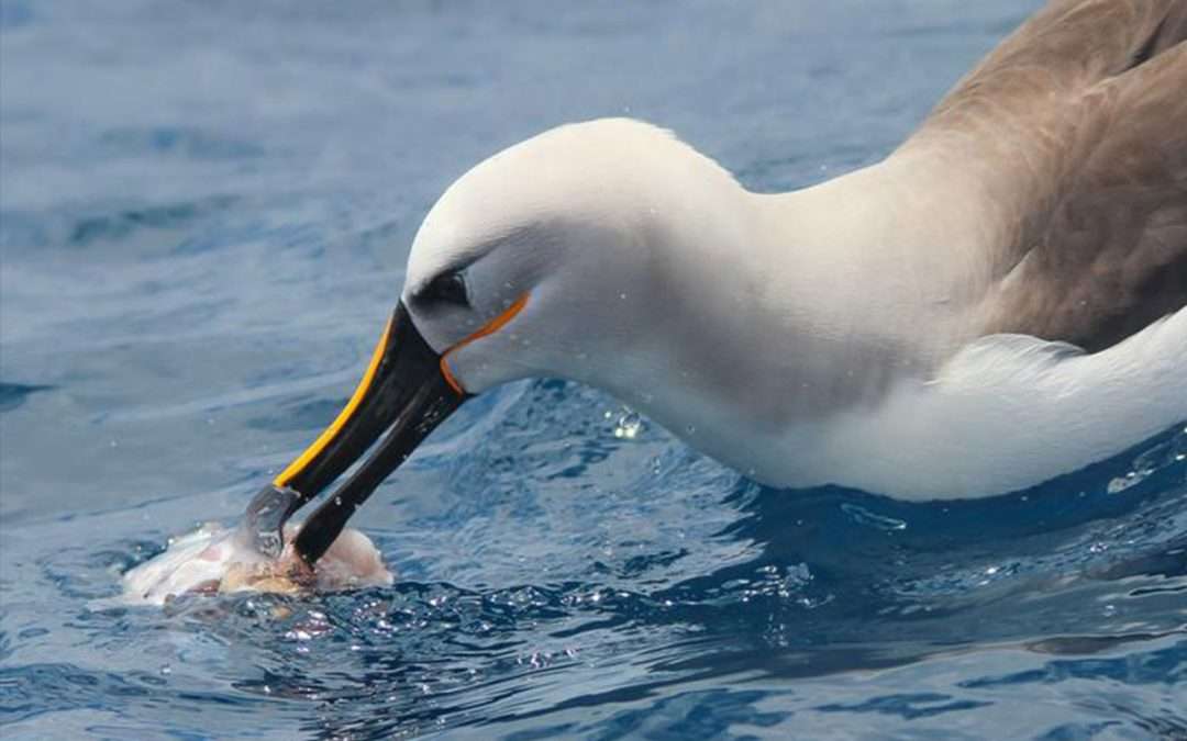 Highly-sensitive beaks could help seabirds find their food