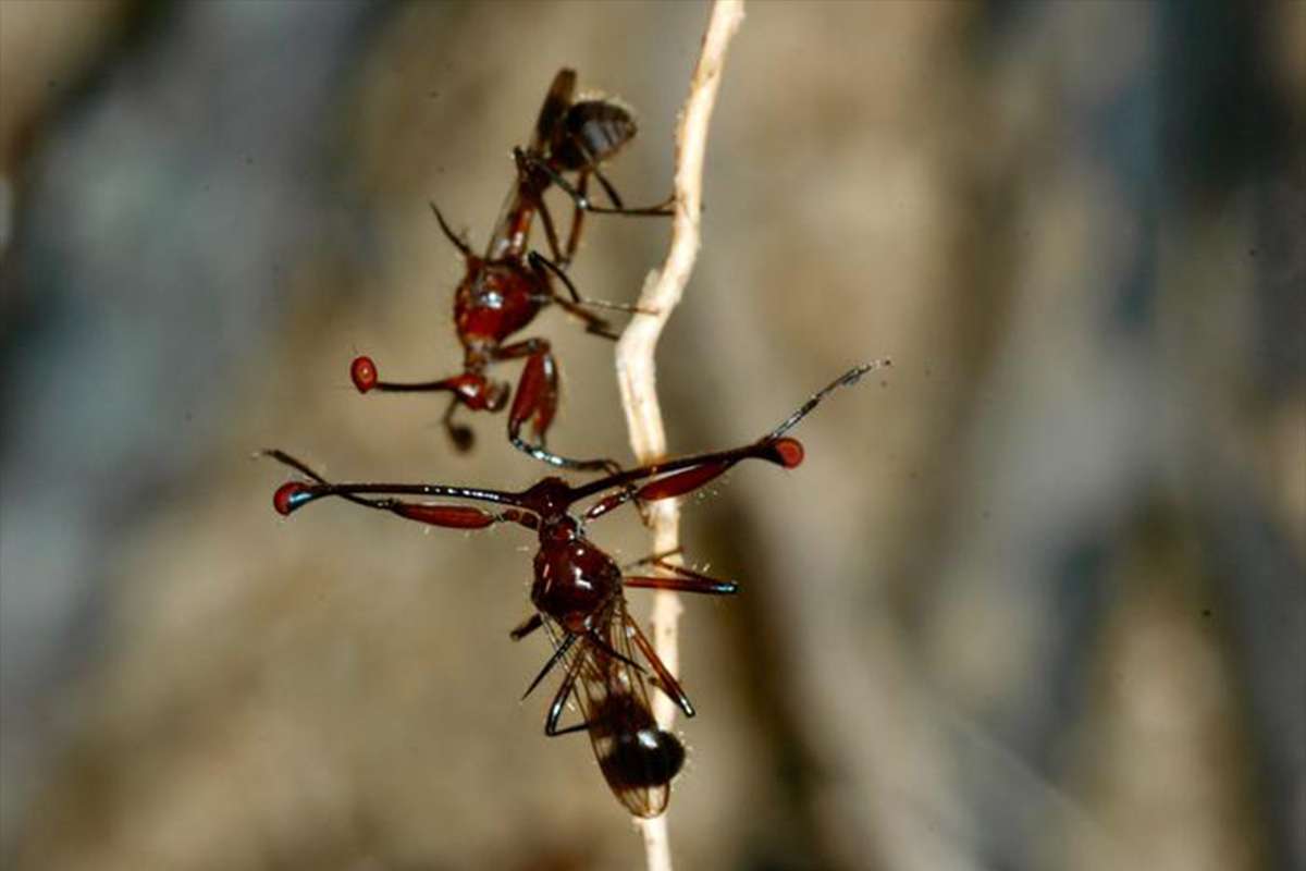 flies stalk-eyed aggression