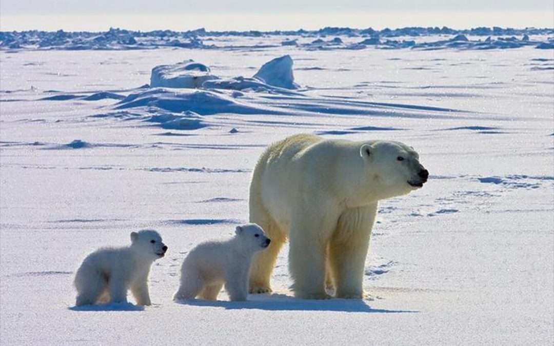 Polar bears’ exposure to pathogens increasing