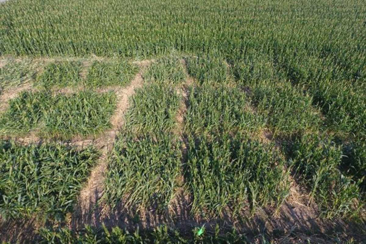 drones-science-vega drones maize re-growth