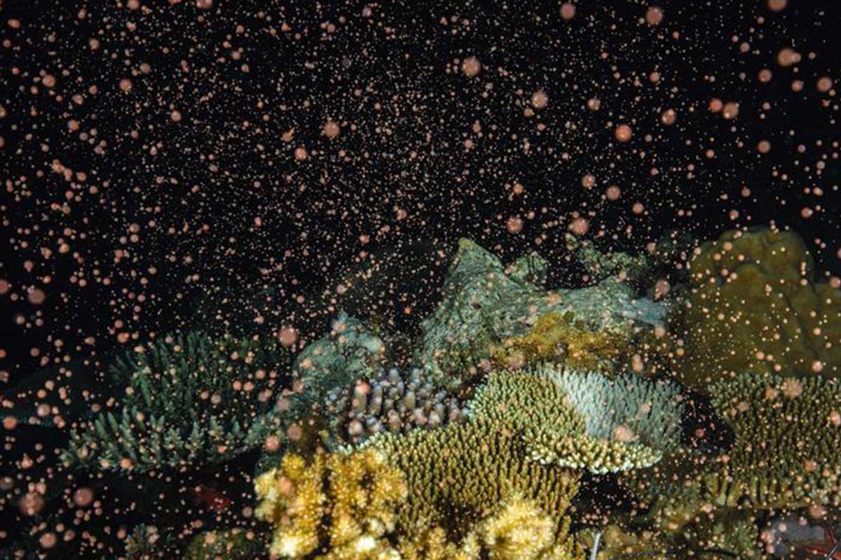 Coral-i-science-vega corals near neighbours