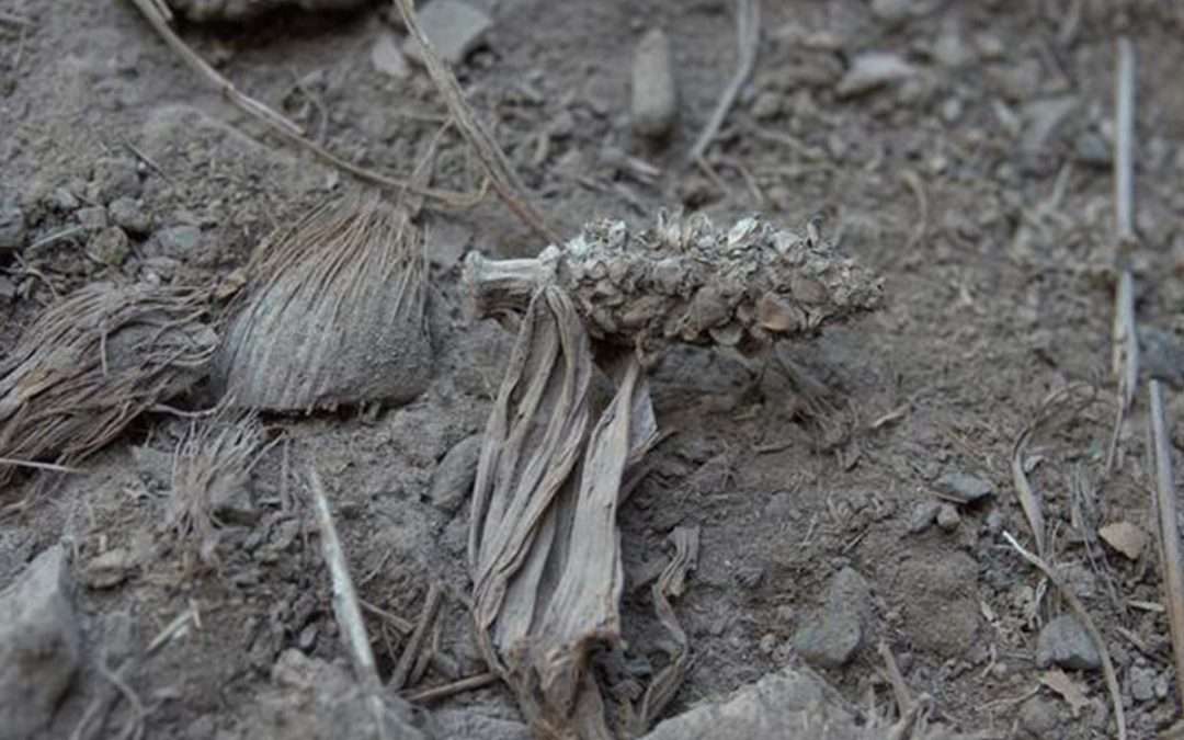 Partially domesticated ancient maize found in Brazilian caves