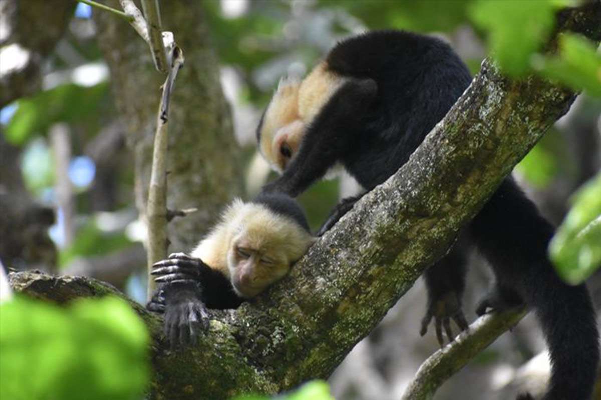Monkey-i-science-vega monkey capuchin immune