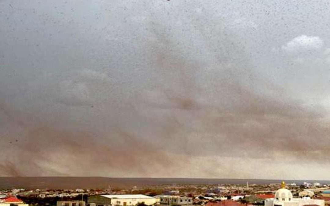 Early warning tool will help control huge locust swarms