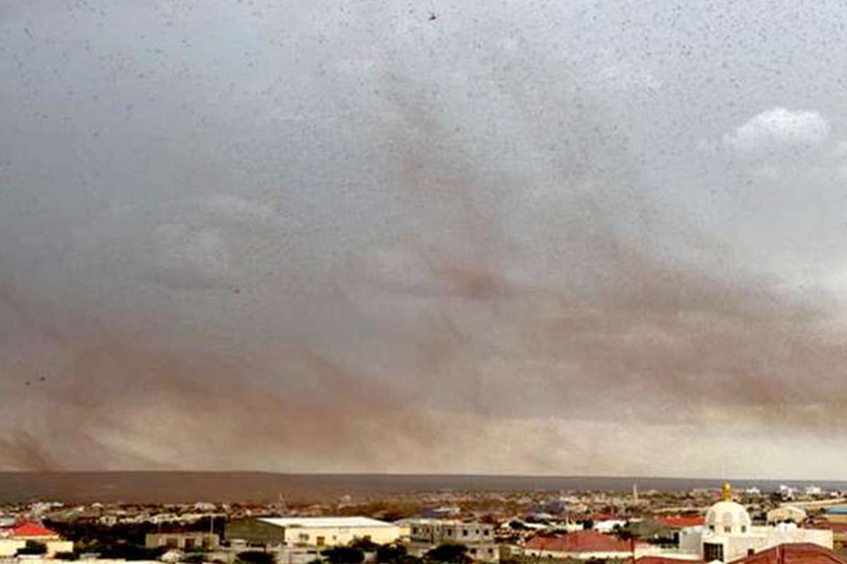 locust-i-science-vega locust swarms warning