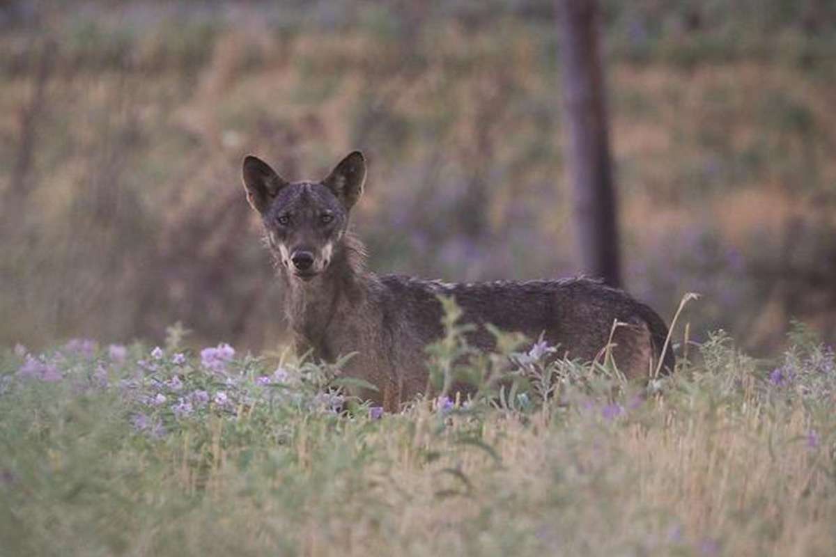 wolves conservation Europe