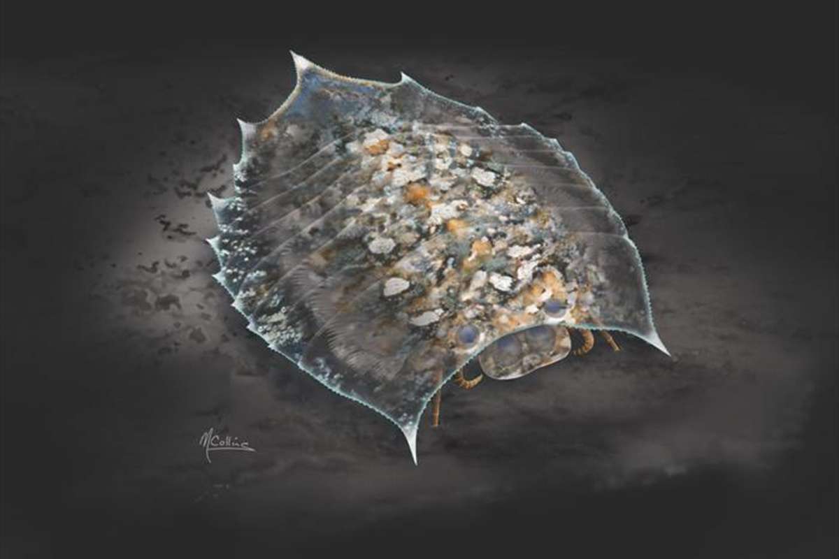 fossil arthropod mystery