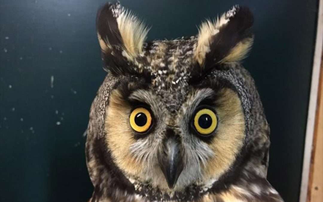 Fluorescence in long-eared owls’ feathers found