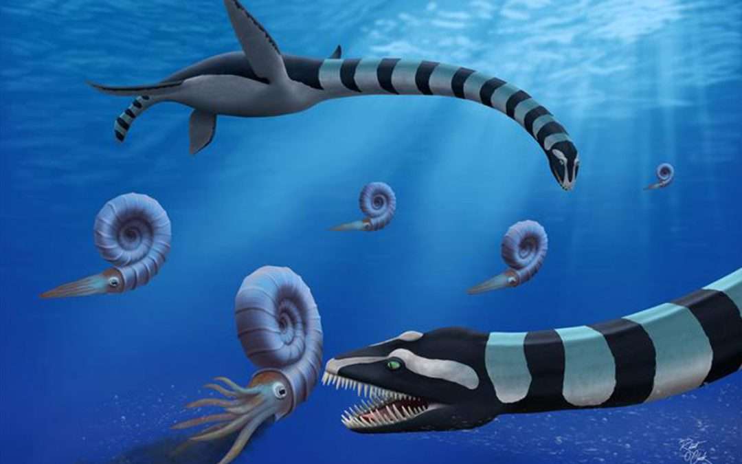 Mystery of ‘very odd’ elasmosaur finally solved