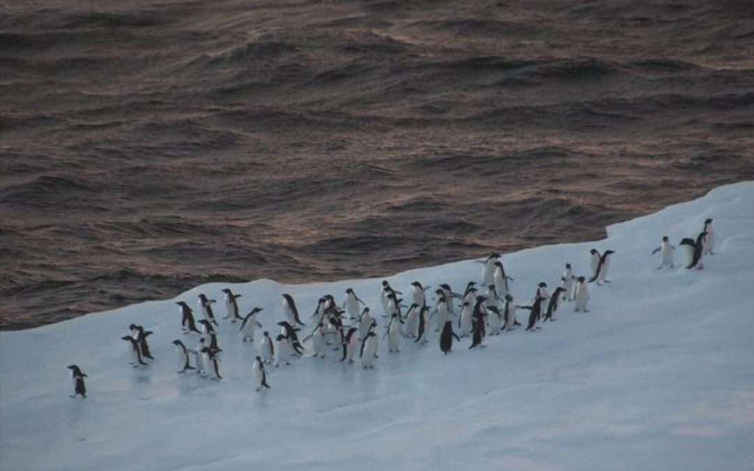 Krill fishing in the Antarctic: overlaps with consequences