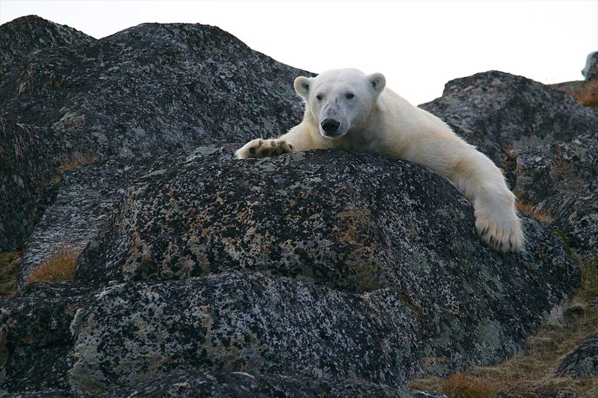 Arctic ice Svalbard