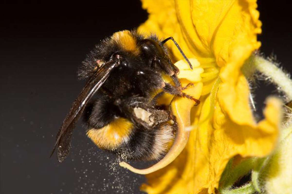 bees temperature heavy metal