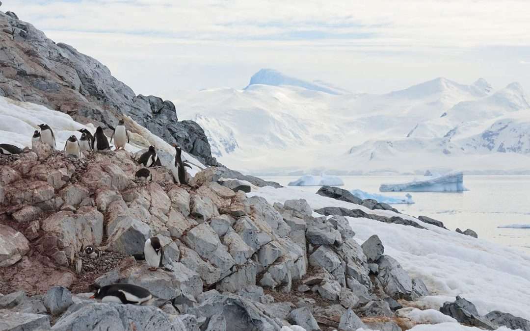 Antarctic penguins’ striking climate adaptation