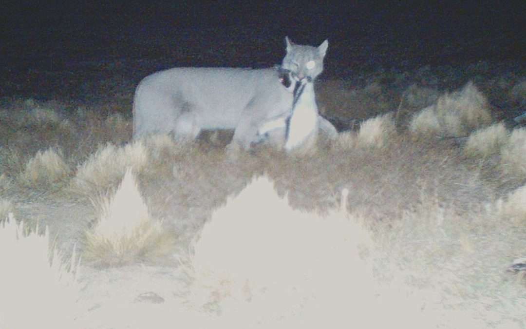 Are pumas putting Patagonian penguins at risk?