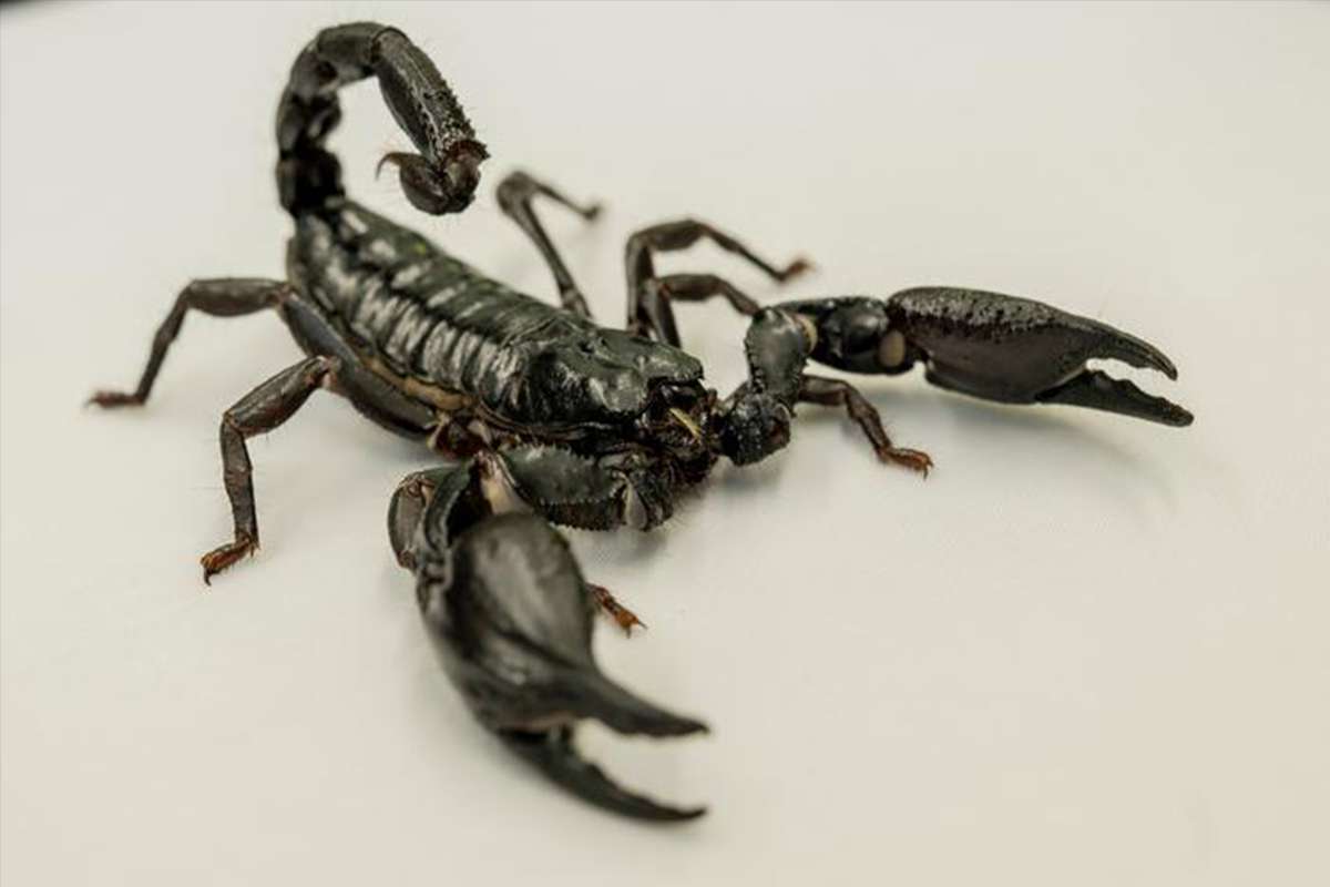 scorpion-i-science-evega scoprion hotspots children