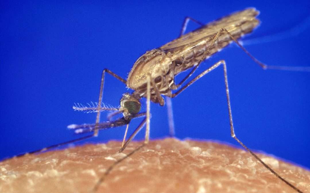 Potential new route for antimalarial drug design identified