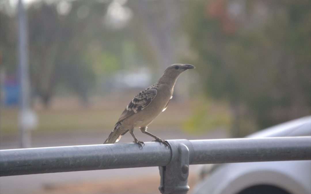 Urban bowerbirds dazzle females with ‘borrowed’ human items